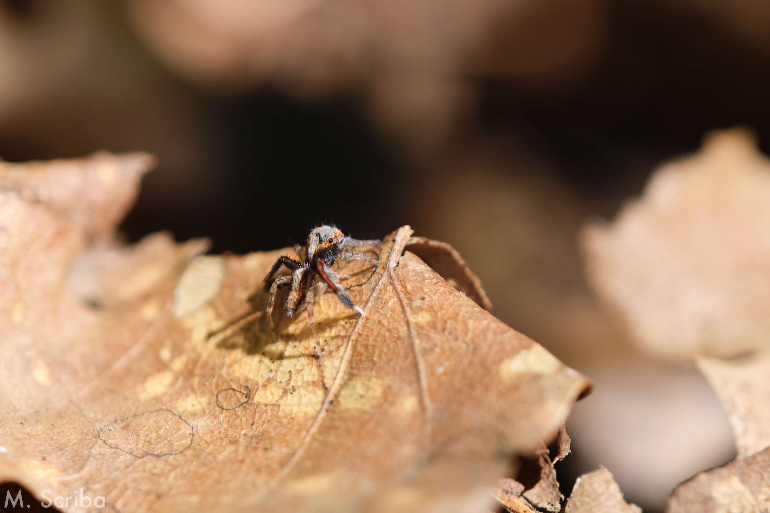 Saitis barbipes male on a leaf